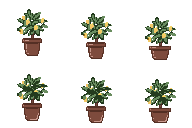 植物(レモン)(元気)